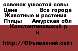 совенок ушастой совы › Цена ­ 5 000 - Все города Животные и растения » Птицы   . Амурская обл.,Константиновский р-н